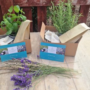 The Seashell Garden Seasonal Growing Kit 🌱