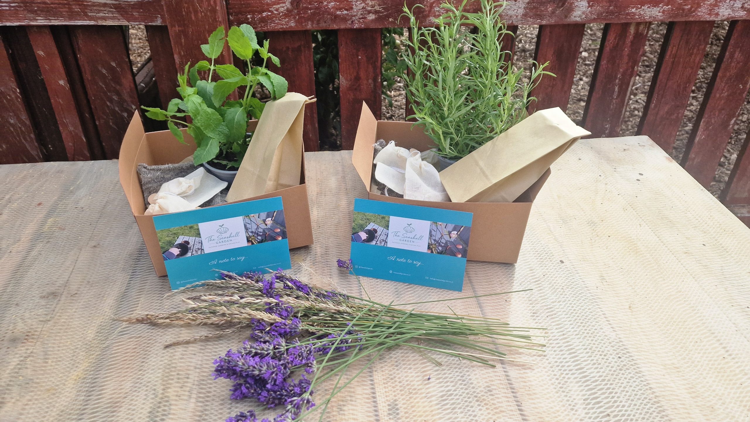 The Seashell Garden Seasonal Growing Kit 🌱
